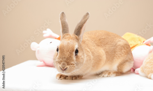 家にいる可愛いミニウサギとぬいぐるみのオモチャの様子