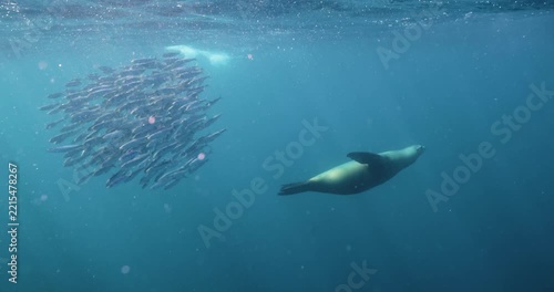 Underwater video of a sea lion swimming and hunting a bait ball of sardines in Magdalena Bay, Mexico.