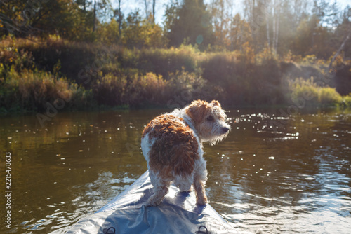 Dog stands on a kayak bow on a river with sun flares in autumn
