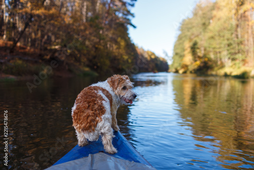 Jack Russell terrier looks back while standing on the bow of a kayak