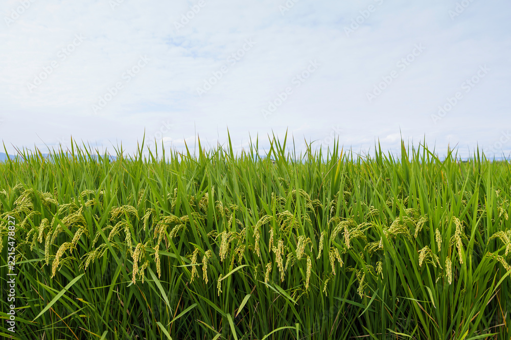 Obraz premium Green Rice Paddy Field Under a Wide Sky in the Japanese Countryside