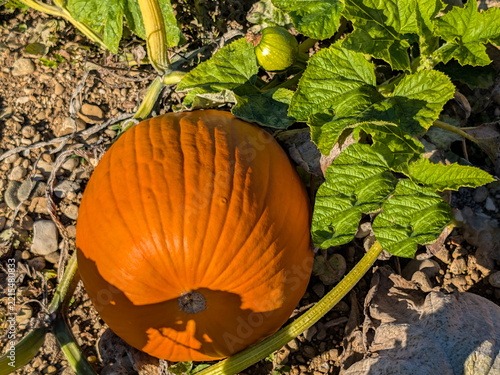 Close-up of a bright orange giant pumpkin on its vine. Pumpkin plant with green leaves and a small, unripe green fruit in the background