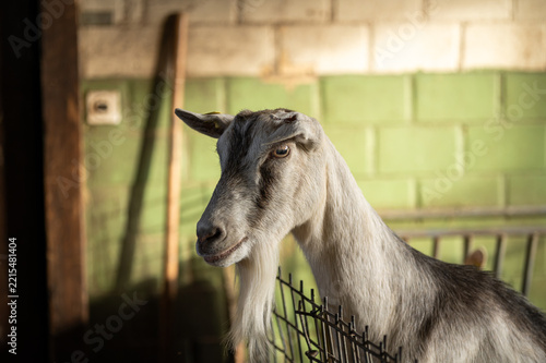 Profile portrait of a grey goat with long beard standing behind wire fence pen inside a warm lit barn stall.