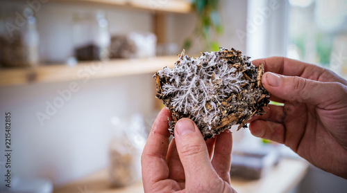 Hands hold a moldy, textured bread slice. Soft focus shows blurred kitchen shelves in background. Warm light enhances natural, rustic ambiance. Close-up highlights organic decay's intricate surface