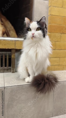 A Graceful Cat with Majestic Fur Poses Elegantly on a Tiles Surface, Capturing the Attention with Its Striking Colors and Intriguing Expression in a Cozy Indoor Setting