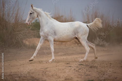 Fotografie white marwari horse running