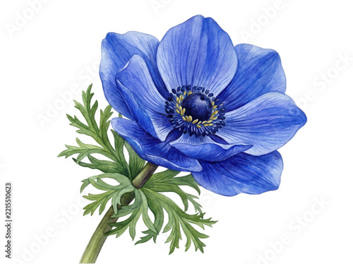 Single vibrant blue anemone flower with green leaves isolated on transparent background for floral