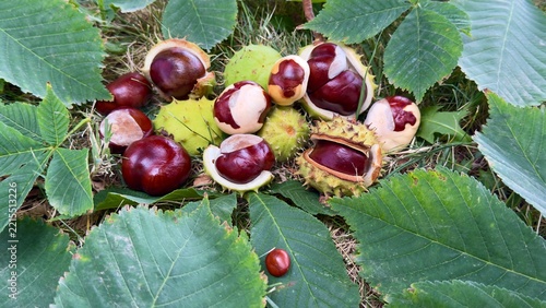 Organic Wild Horse Chestnuts Ready for Harvest