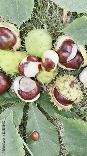 Close-up of Fresh Wild Chestnuts on Forest Floor