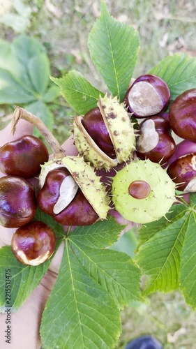 Natural Brown Chestnuts Scattered on Mossy Ground