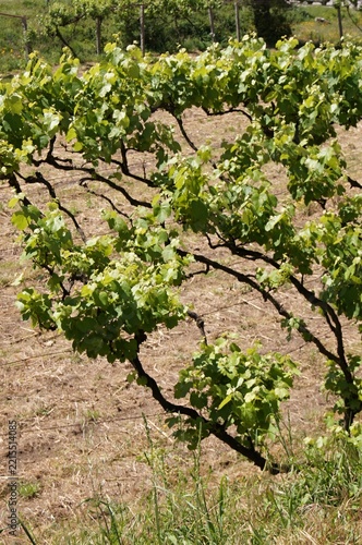 Vineyard row showing green grapevines and leaves
