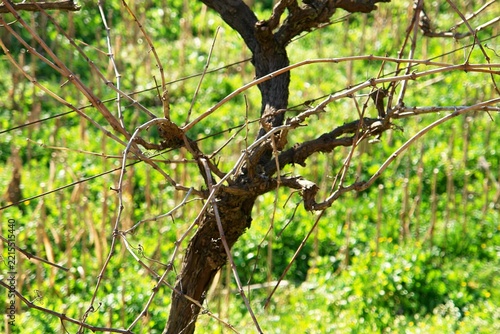 Grapevine in a vineyard showing bare branches