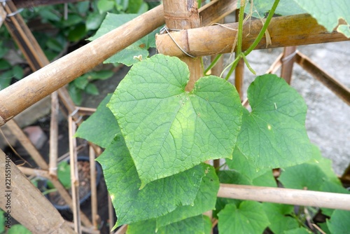 Green cucumber leaf growing on a cucumber plant, showing its distinctive shape and veined surface.