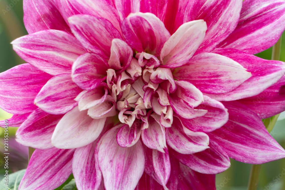 Obraz premium Close up of vibrant magenta pink and white dahlia flower petals with soft light in autumn