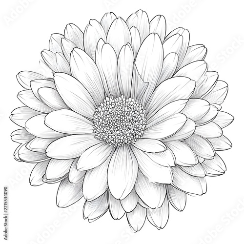 Beautiful gerbera daisy coloring page