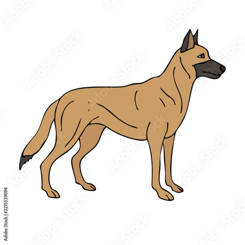 Vector hand drawn sketch doodle colored Belgian Malinois dog isolated on white background