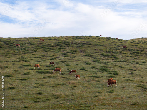 A herd of cattle on the prairie