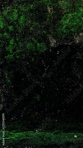 Green moss texture on concrete wall