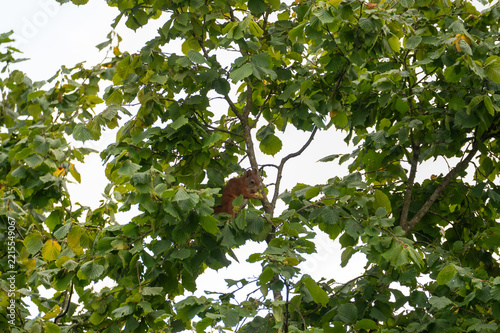 A squirrel eating a nut