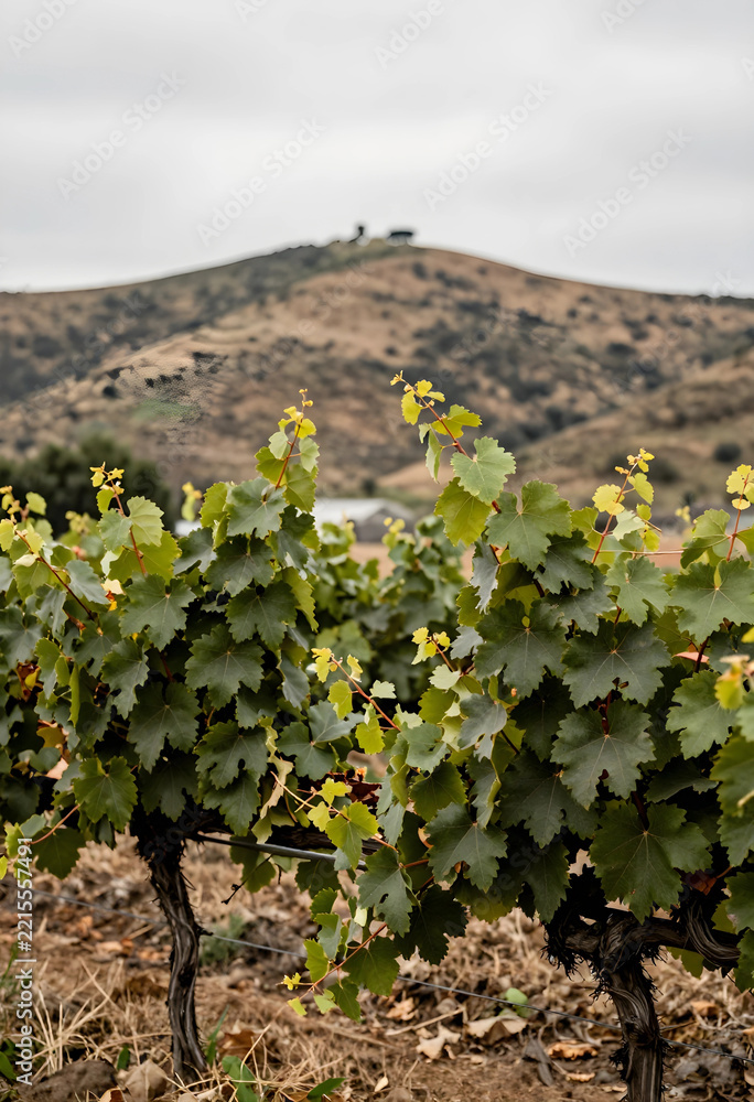 Fototapeta premium Viticulture and sustainable agriculture, grape vines growing in a vineyard with rolling hills and rural landscape in the background during autumn