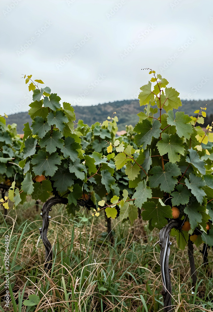 Fototapeta premium Viticulture and sustainable agriculture, young grape vines growing in a vineyard with green leaves and ripening fruit in a rural landscape at harvest