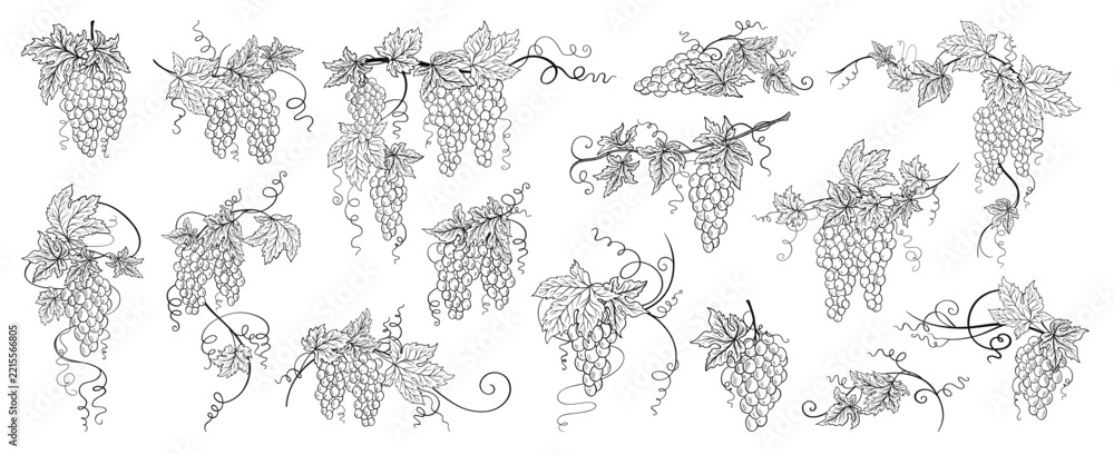 Fototapeta premium Vine grape bunch set. Hand drawn Vintage sketch leaves, berries tendrils in antique engraving ink style. Botanical elements corners flourishes dividers for wine label packaging, menu invitation design
