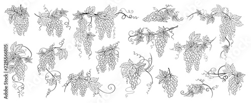 Vine grape bunch set. Hand drawn Vintage sketch leaves, berries tendrils in antique engraving ink style. Botanical elements corners flourishes dividers for wine label packaging, menu invitation design