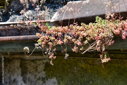 gutter of an old house with plants