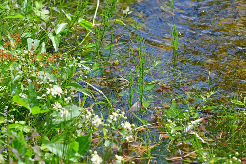 common water frog during a sunbath in a pond with green
