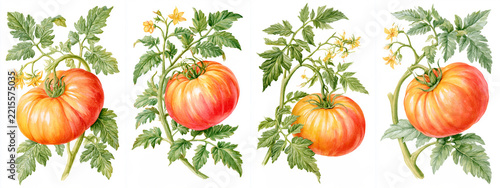 Set of four watercolor botanical illustrations of Big Rainbow Tomato plant with very large ripe fruit blending golden yellow into red at the blossom end, vine, leaves and yellow flowers