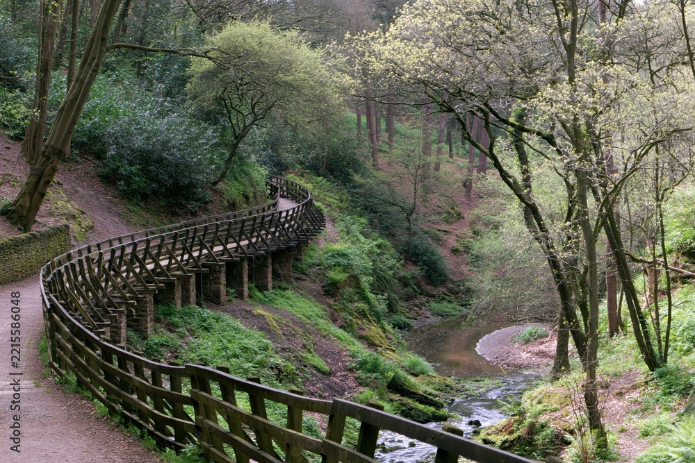 Fototapeta premium Wooden boardwalk winding through a forest with a stream