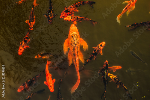 Fotografie hungary, Debrecen 2021 03 27: Colorful koi fish swimming in a pond, bright natural light, top-down perspective, high angle shot showing vibrant orange and black patterns