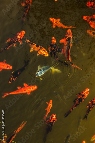 Fotografie hungary, Debrecen 2021 03 27: A top-down vertical view of vibrant orange, black, and white koi fish swimming together in a clear pond, captured in soft natural daylight