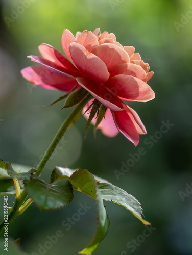 Shape and colors of roses that bloom in the garden