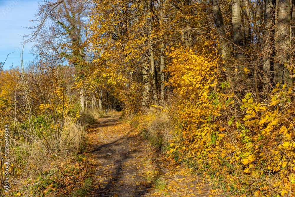Fototapeta premium Beautiful autumn landscape featuring colorful deciduous woodland, golden foliage, orange leaves, reddish tones, and scattered fallen foliage