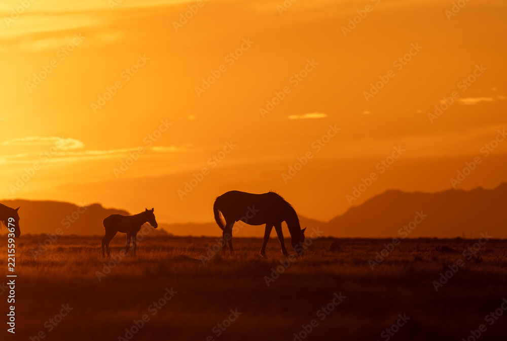 Fototapeta premium Wild Horses at Sunset in the Utah Desert in Autumn
