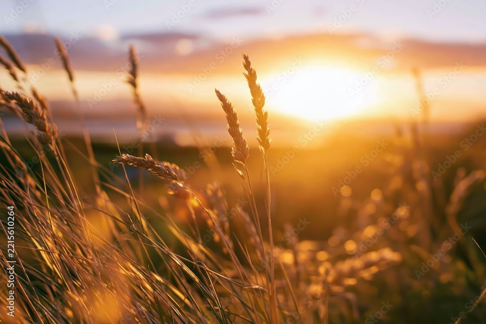Fototapeta premium Golden hour sunset over a field of grass