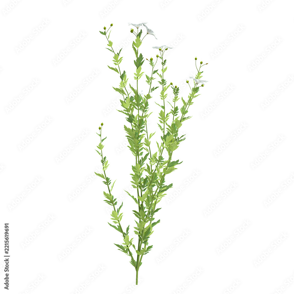 Fototapeta premium fresh rosemary on white background