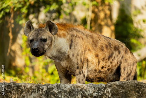 Spotted hyena standing outdoors surrounded by natural green foliage at Khao Kheow Open Zoo in Chonburi, Thailand. Wild predator showcasing spotted fur coat, alert posture, and natural zoo environment.