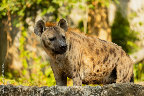 Spotted hyena standing outdoors surrounded by natural green foliage at Khao Kheow Open Zoo in Chonburi, Thailand. Wild predator showcasing spotted fur coat, alert posture, and natural zoo environment.