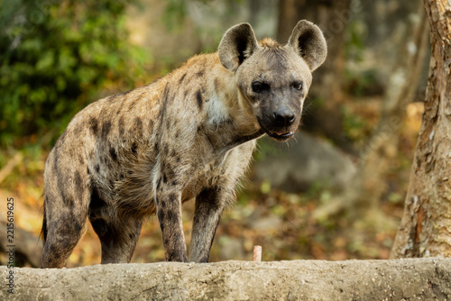 Spotted hyena standing outdoors surrounded by natural green foliage at Khao Kheow Open Zoo in Chonburi, Thailand. Wild predator showcasing spotted fur coat, alert posture, and natural zoo environment.