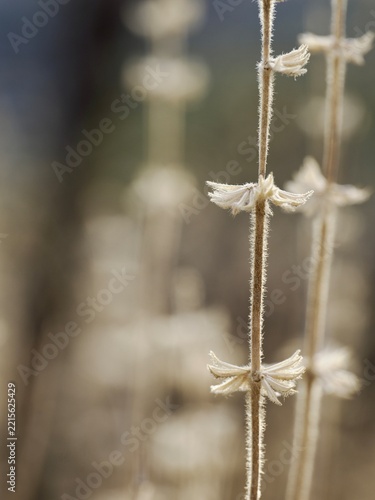 Dried Plant Stem with Spherical Flower Heads in Nature
