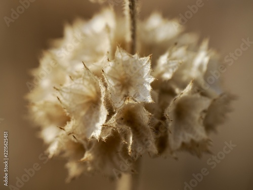 Dried Spiky Plant Seed Head in Natural Environment