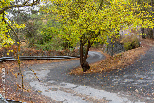 Winding asphalt road curve in autumn forest with yellow tree leaves