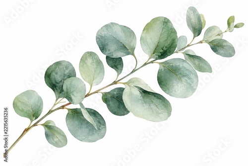 Watercolor botanical illustration of a slender eucalyptus branch with muted round green leaves isolated on a clean white background