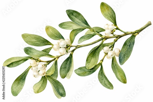 Watercolor botanical illustration of a mistletoe branch with white berries and smooth green leaves isolated against white