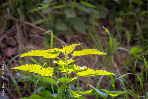 Close-up of a single nettle plant amidst the grass, illuminated by the sunbeams filtered through the trees in the forest.
