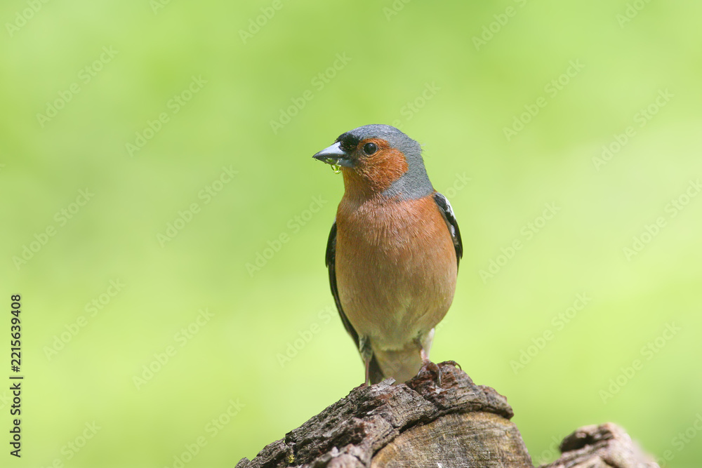Fototapeta premium Common Chaffinch (Fringilla coelebs) male perching on a wooden stump