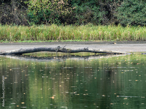 Large fallen tree rests across calm, green water