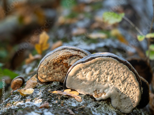 Fungi grow on a weathered birch tree trunk